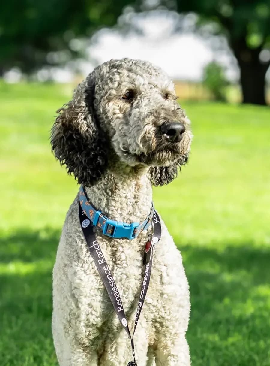 Chewy — Resident Therapy Dog, Renaissance Ranch