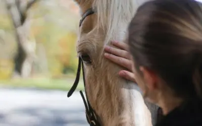 Why Horses Help Us Heal