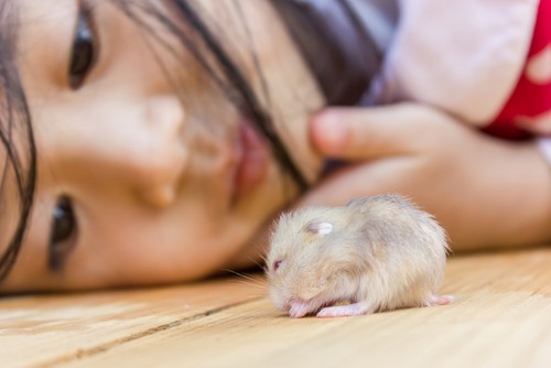 Common Animals Used for Therapy