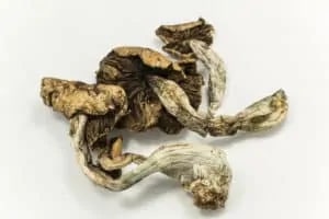 Mushrooms and other hallucinogens addiction