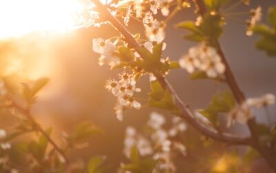 4 Ways Springtime Can Help Recovery
