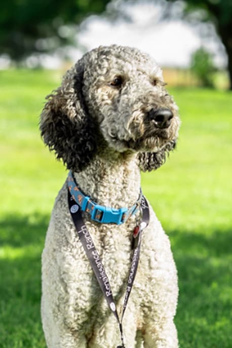 Chewy (Therapy Dog)